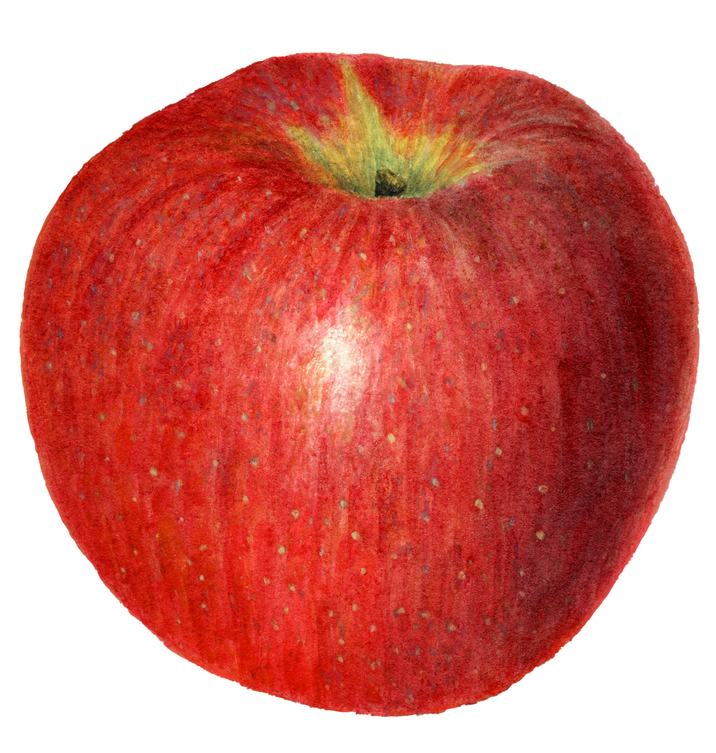 Line drawing of a heirloom tomato