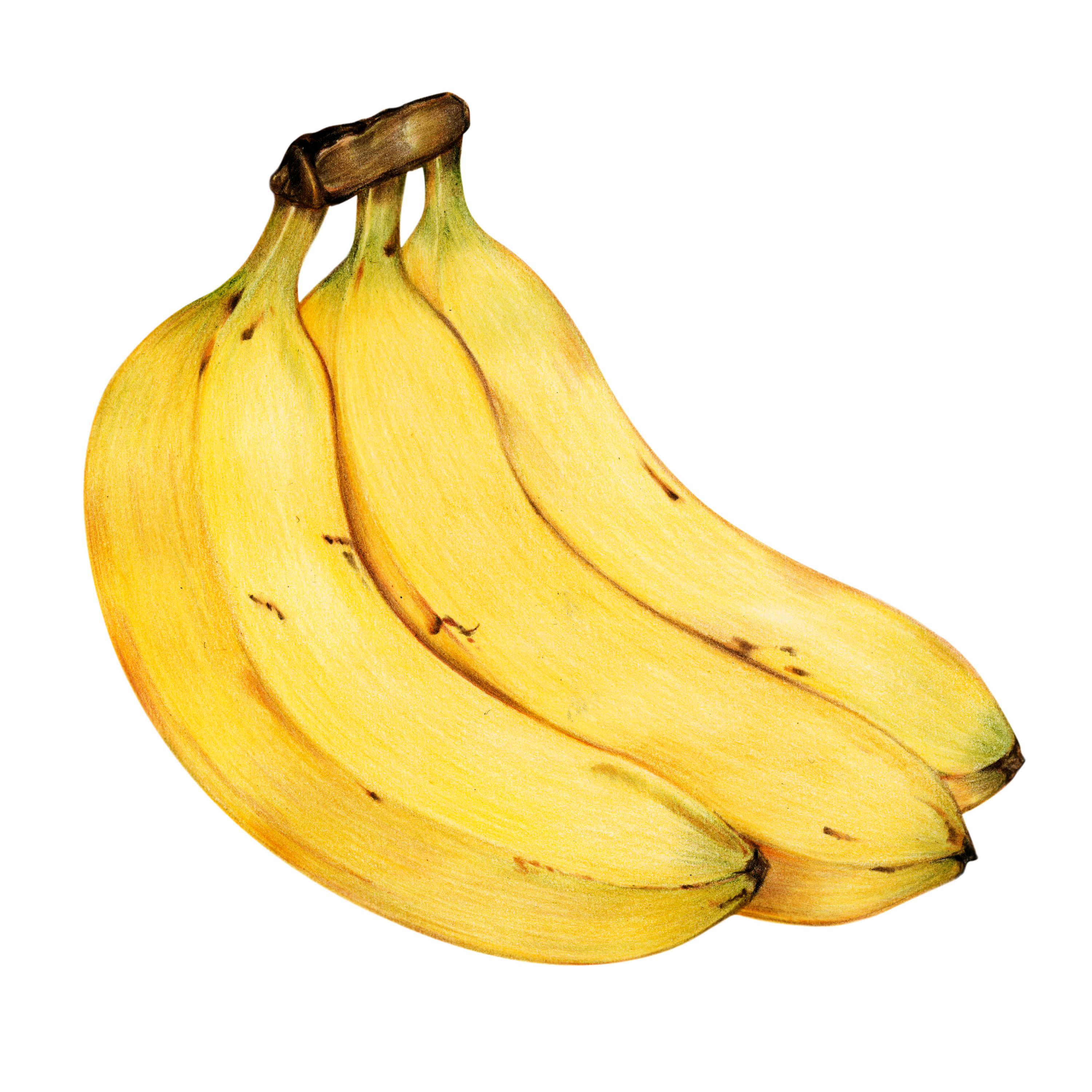 Line drawing of a moka pot