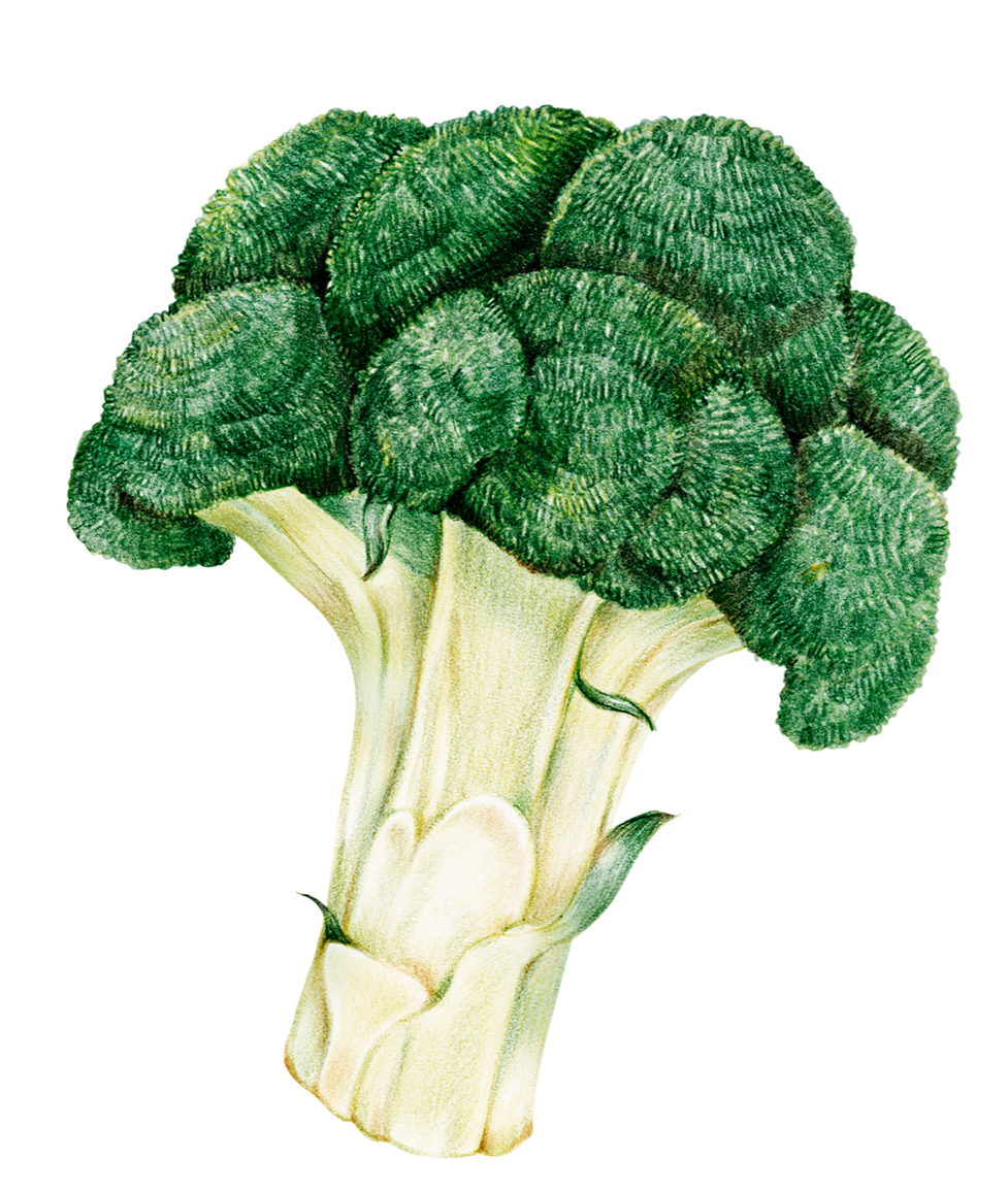 Line drawing of a bell pepper