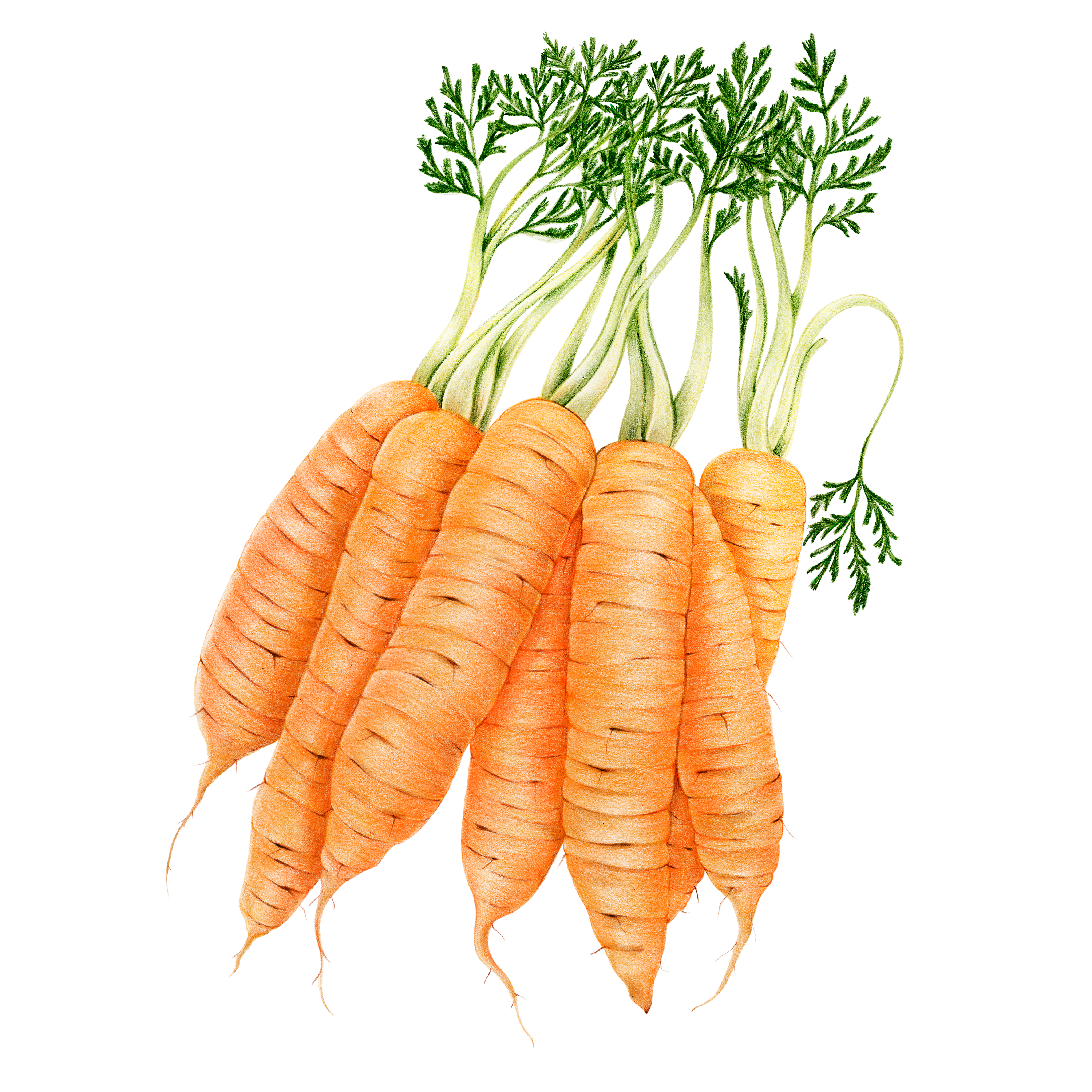 Line drawing of heirloom carrots