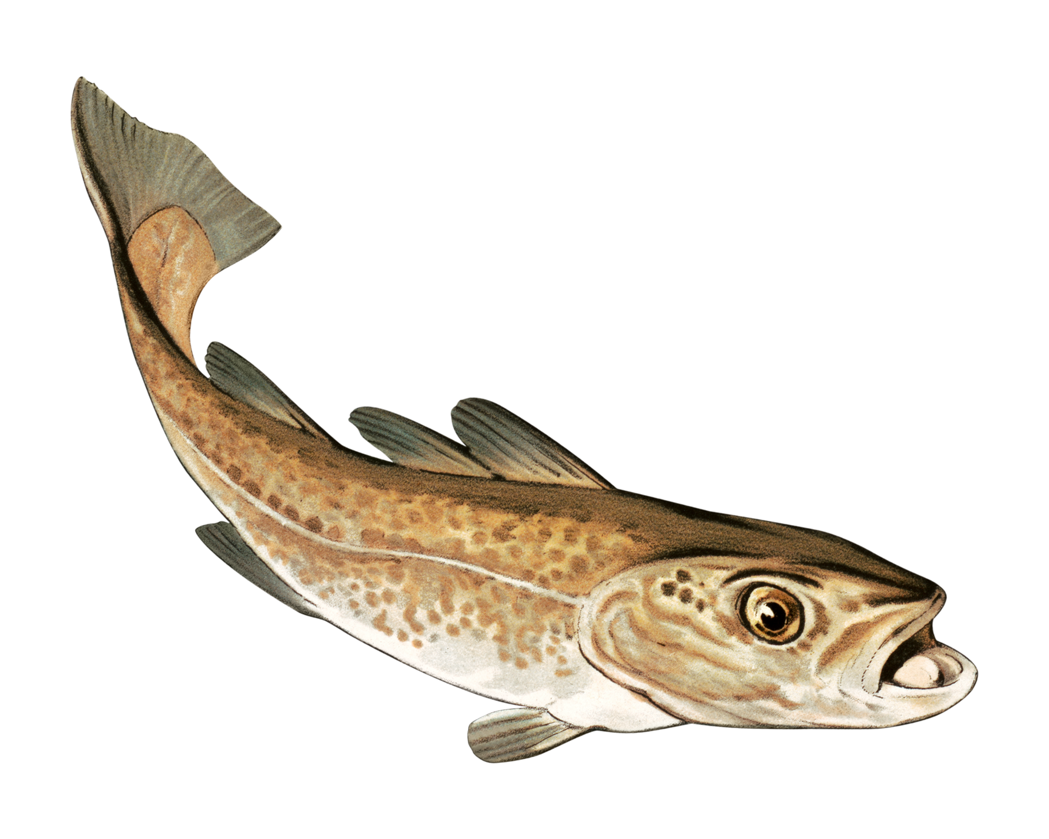 Line drawing of a wild-caught salmon