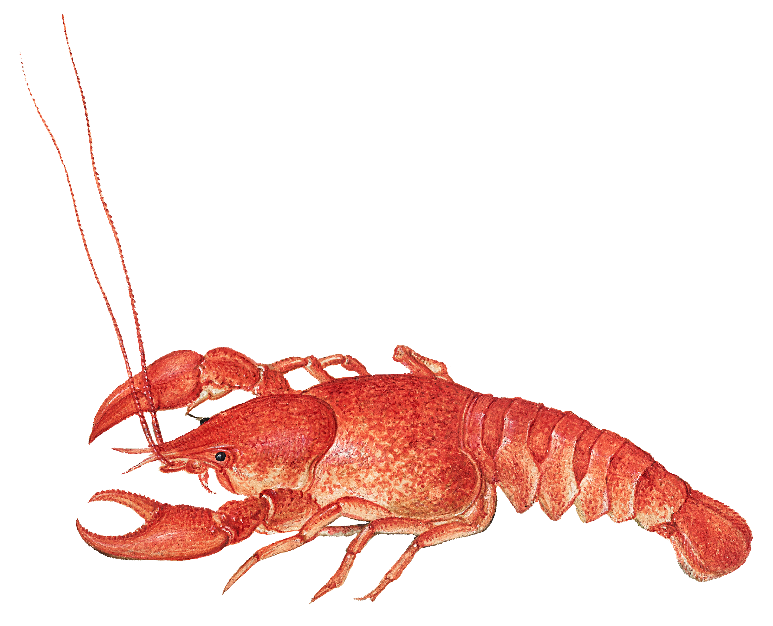 Line drawing of handmade pasta