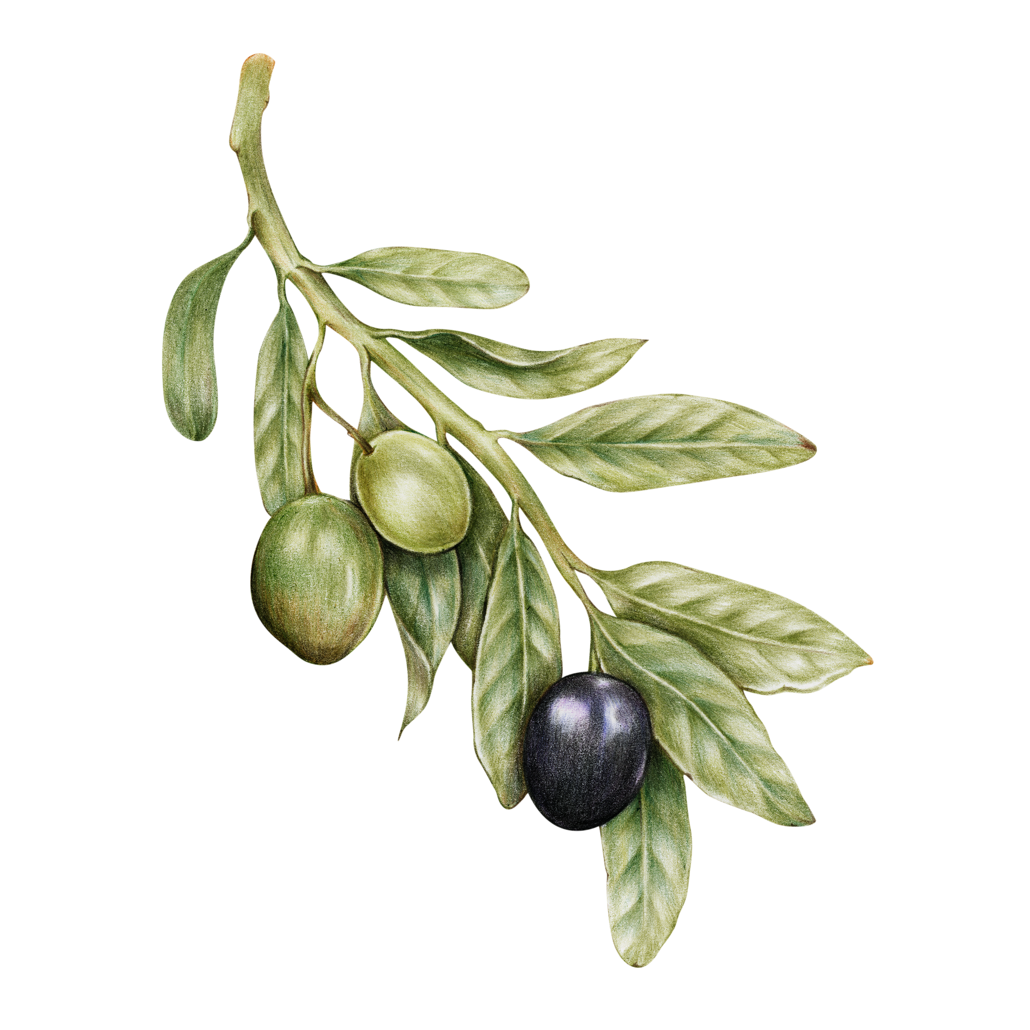 Line drawing of a ripe avocado half