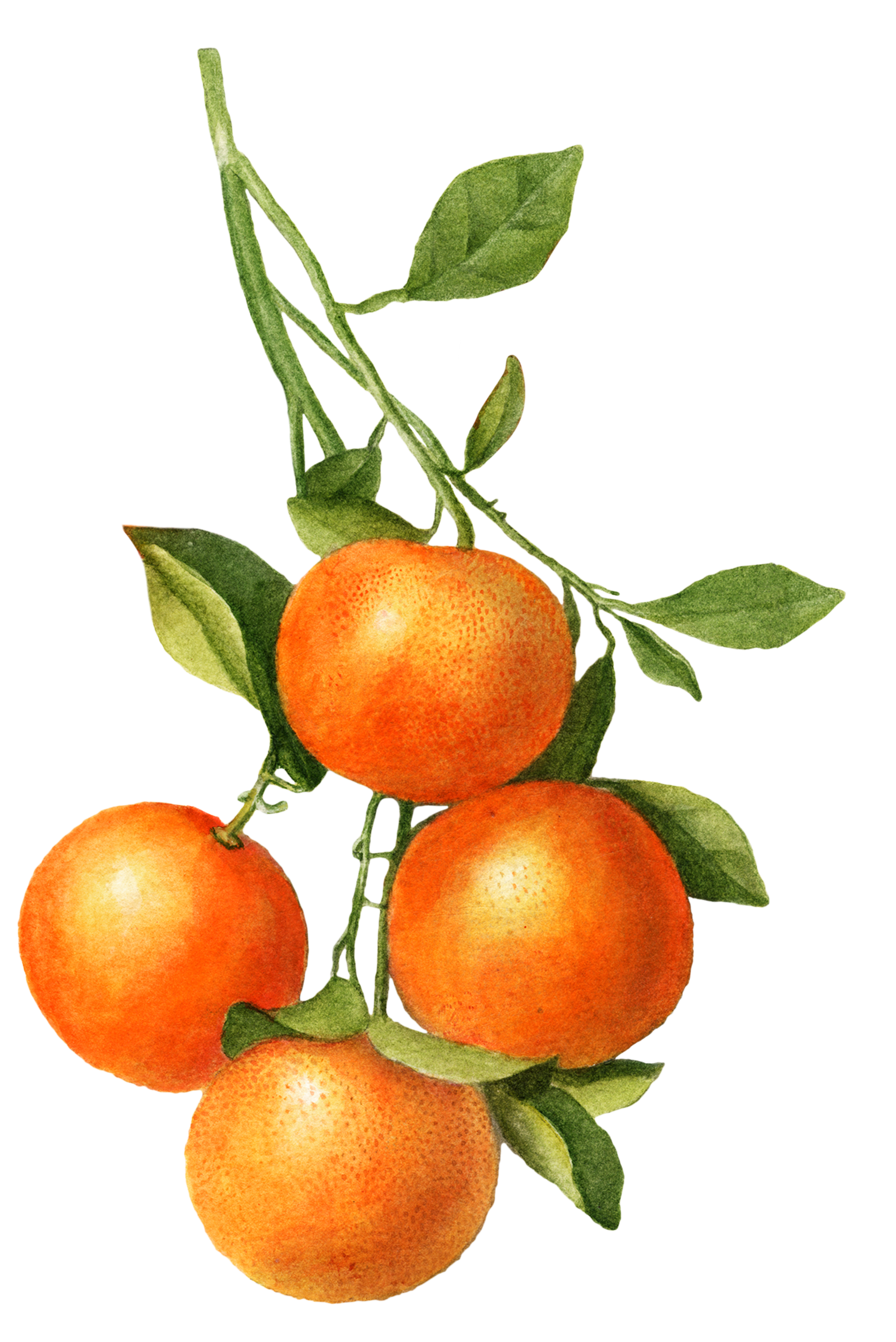 Line drawing of a delicata squash