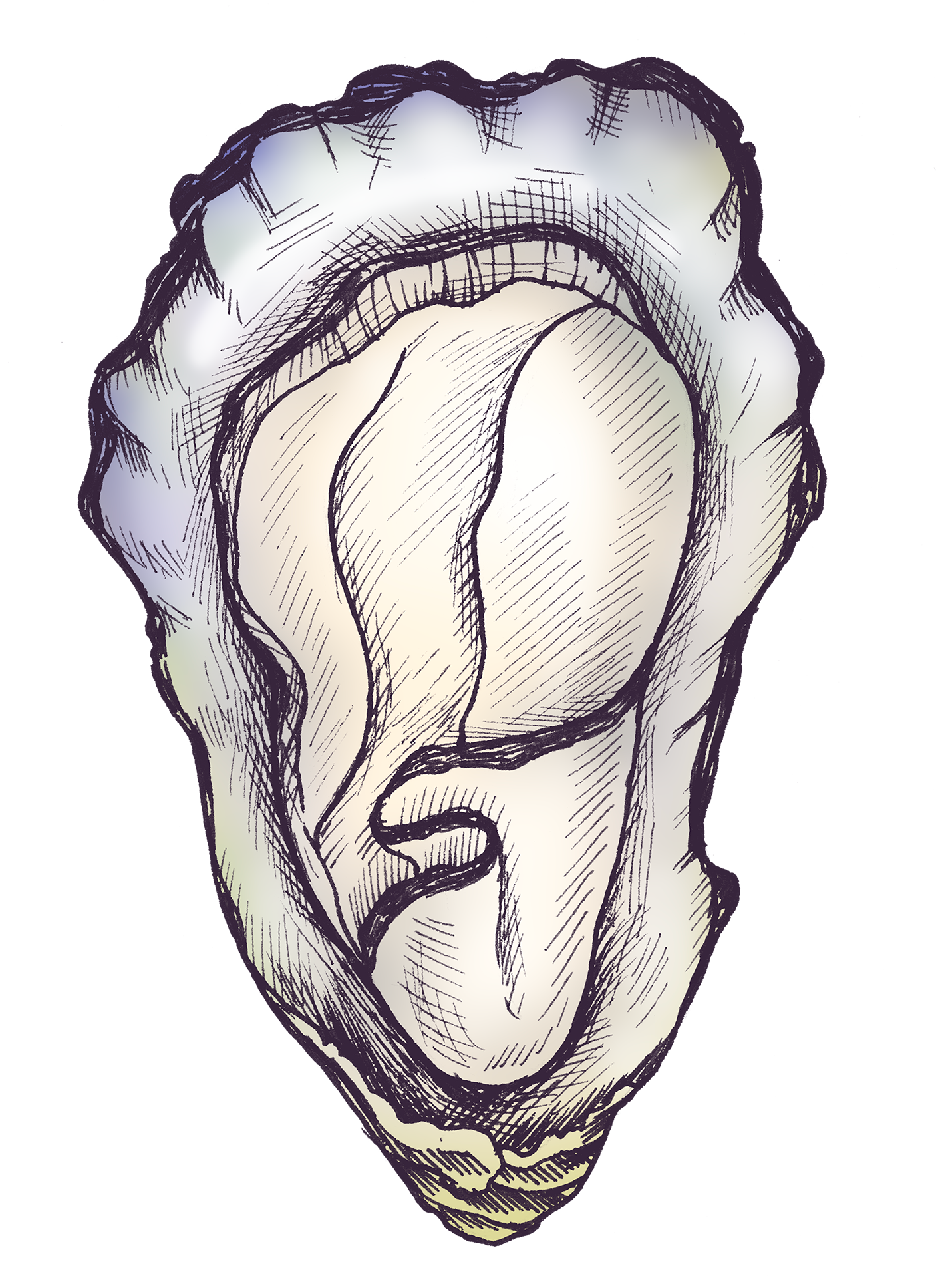 Line drawing of an oyster