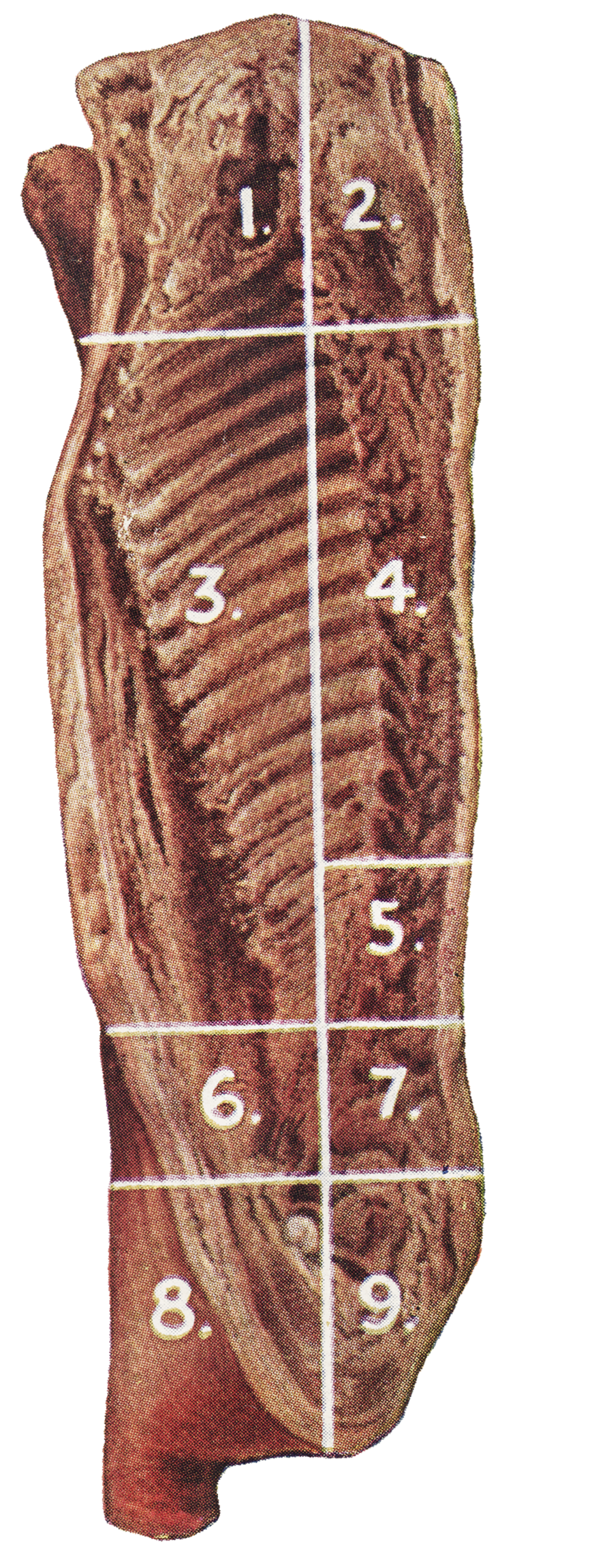 Line drawing of a T-bone steak
